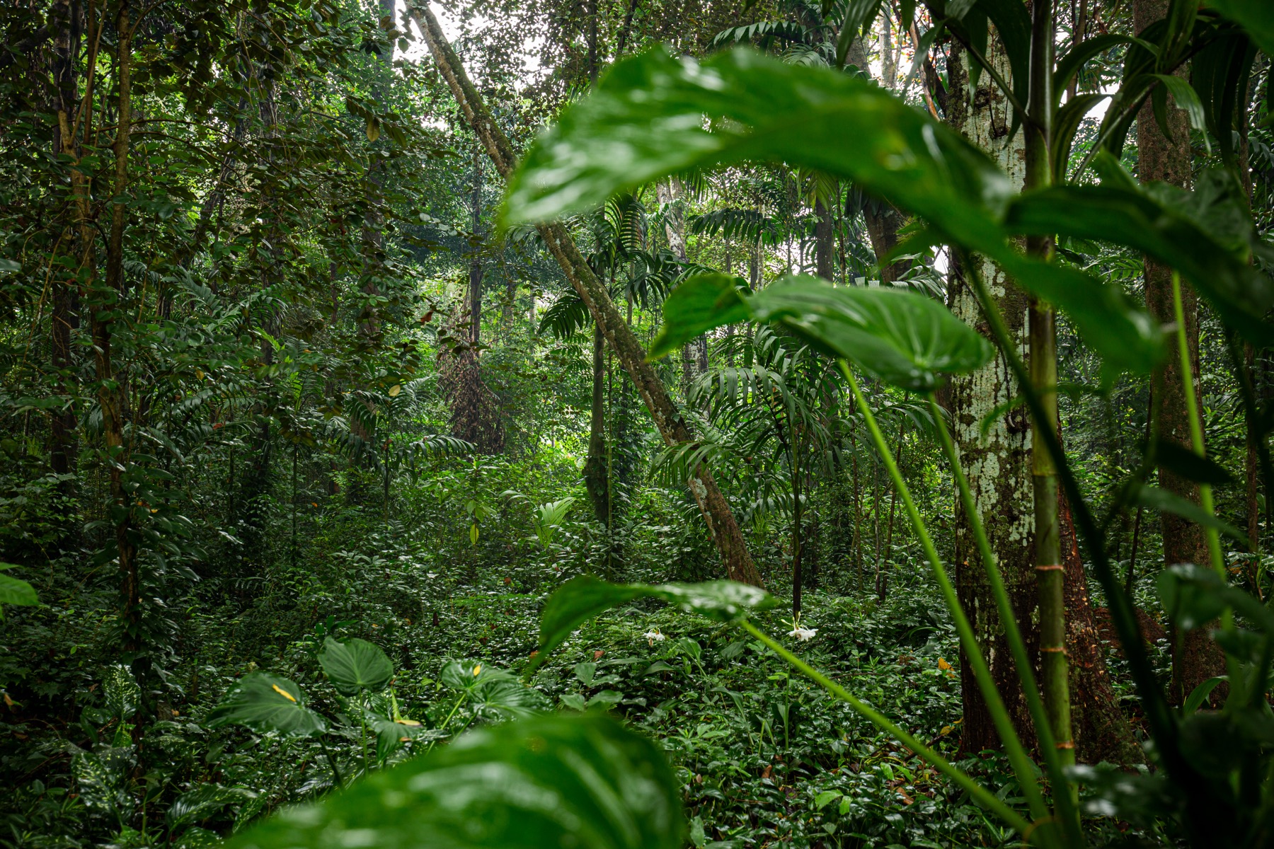 Sunlight filtering through the trees of the Kadadasi forest